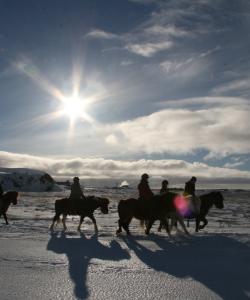 Iceland Horse Riding