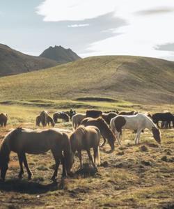 Horses in the field