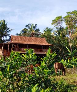 Indonesia Horse Riding