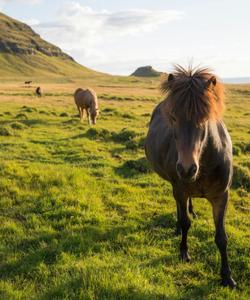 Icelandic horses 