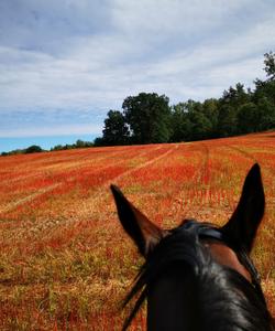 Poland Horseriding