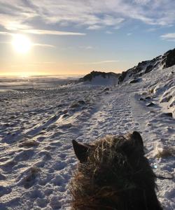 Iceland Horse Riding