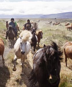 Iceland Horses