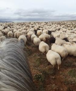 Iceland Sheep