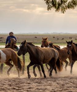 Argentina Horse Ranch