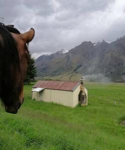 Horse on the top of the hill