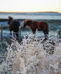 Horse riding in winter