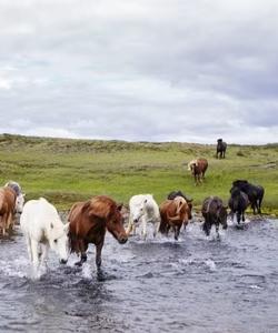Horses in the field