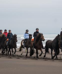 Iceland Horse Riding