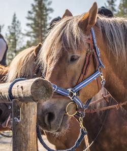 At the stable 