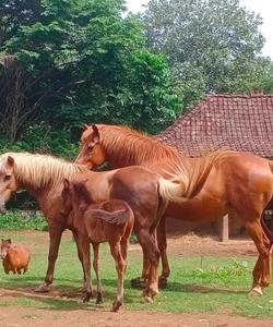 Indonesia Horse Riding
