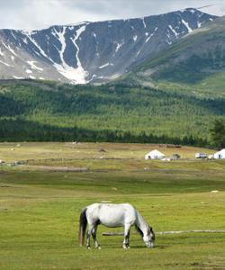 Horse eating grass 