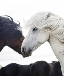 Icelandic Horses