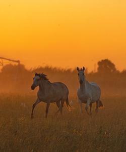 Portugal Horse Riding