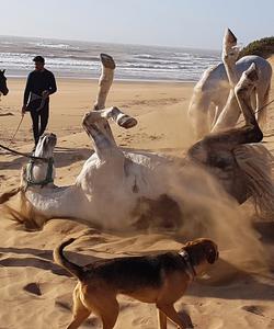 Beach ride