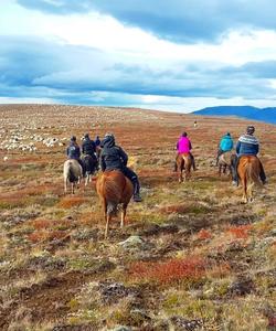 Iceland Riding