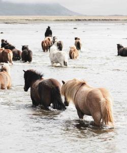 Icelandic Horses