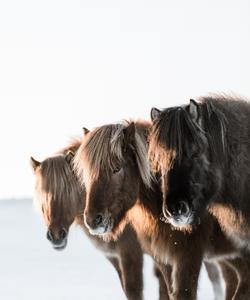 Icelandic horses