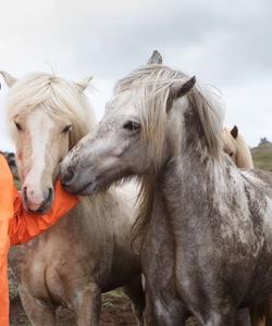 Horses and a rider
