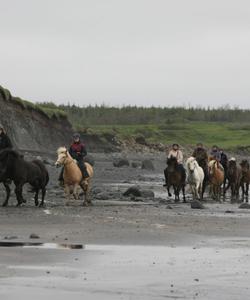 Iceland Horse Riding