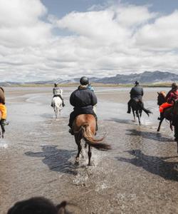 Iceland Horse Riding