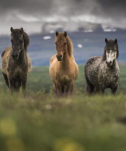 Icelandic Horses