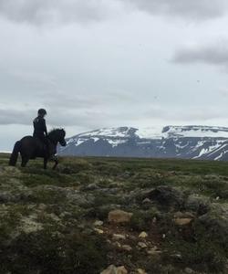 Iceland Horseriding