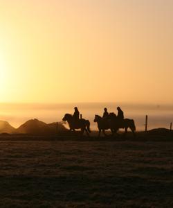 Iceland Horse Riding