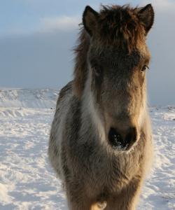 Iceland Travel