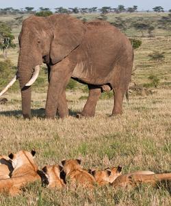 Masai Mara