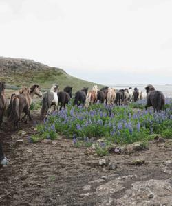 Iceland Riding
