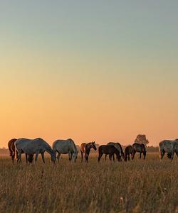 Portugal Horse Riding