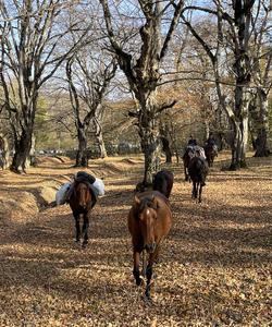 Caucasus Horse Riding