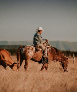 Rider in a field 