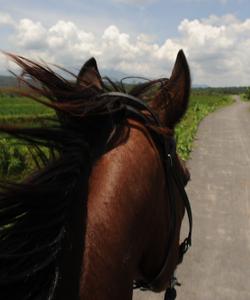 Indonesia Horse Riding