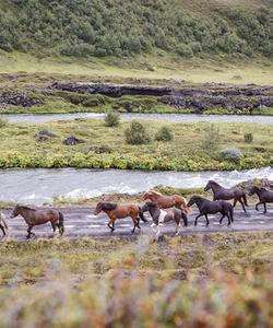 Icelandic nature