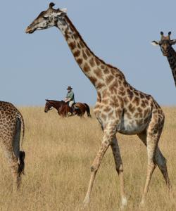 Africa Riding