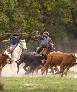 Argentina Horse Ranch
