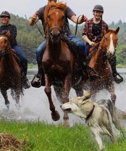 Slovenia Horse Riding