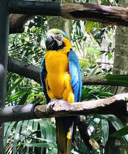 Parrot 