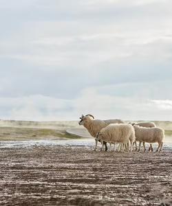 Iceland Sheep
