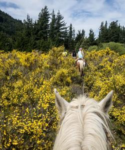 Horse riding 