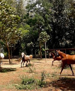 Indonesia Horse Riding