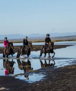 Iceland Horse Riding