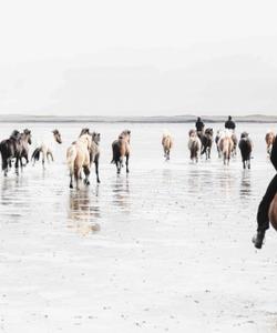 Iceland Riding