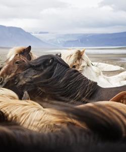 Horses in Iceland