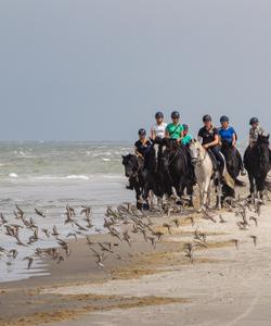 Netherlands Horse Riding