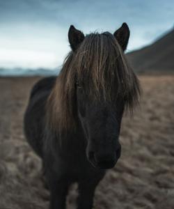 Icelandic horse