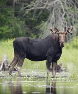 Grey moose 