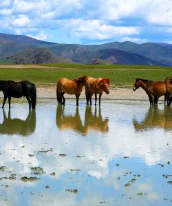 Mongolia Horse Riding